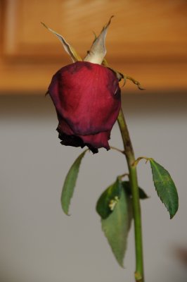 DSC_5069.JPG