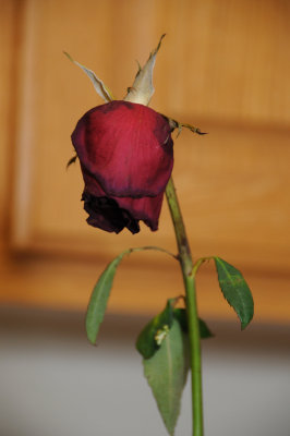 DSC_5070.JPG