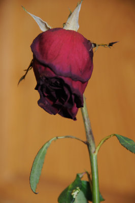DSC_5071.JPG