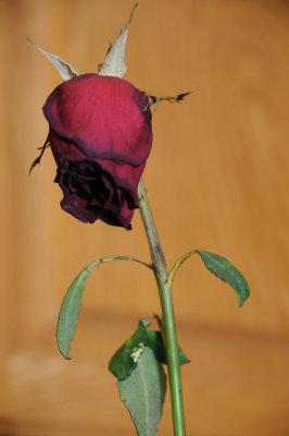 DSC_5072.JPG