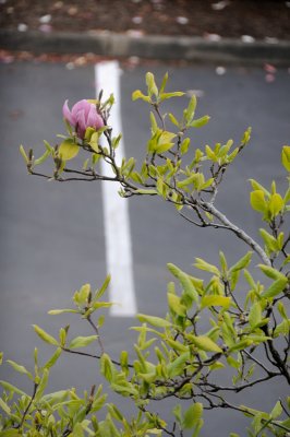 DSC_5516.JPG