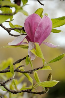 DSC_5518.JPG