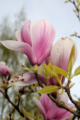 DSC_5526.JPG