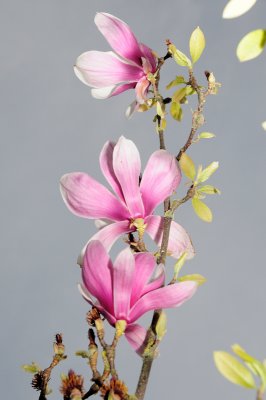 DSC_5528.JPG