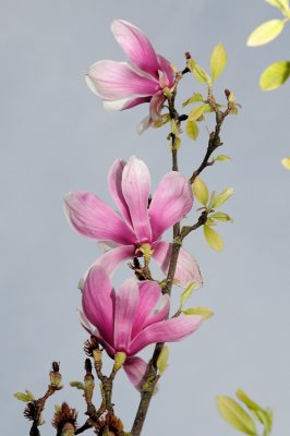 DSC_5529.JPG