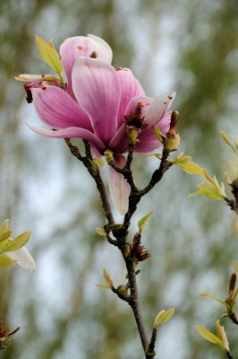 DSC_5530.JPG