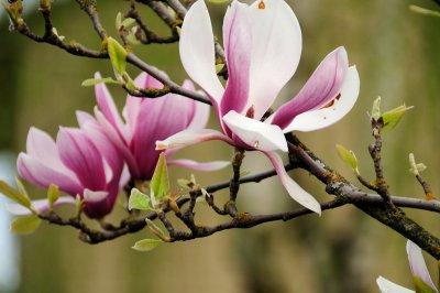 DSC_5534.JPG