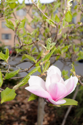 DSC_5551.JPG