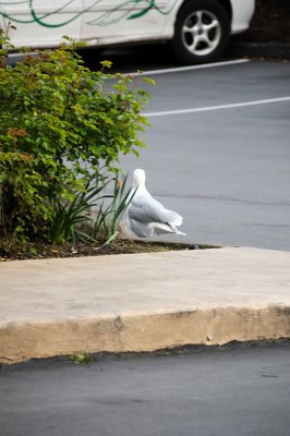 DSC_5558.JPG