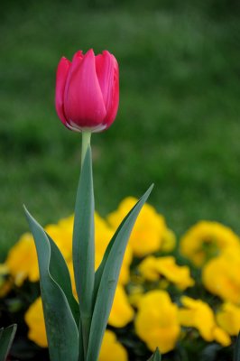DSC_5565.JPG