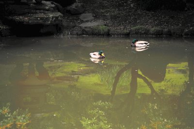 DSC_5942.JPG