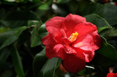 DSC_5985.JPG