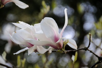 DSC_6029.JPG