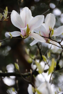 DSC_6030.JPG
