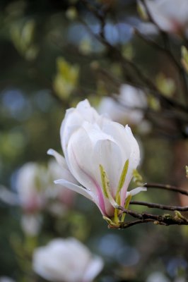 DSC_6031.JPG