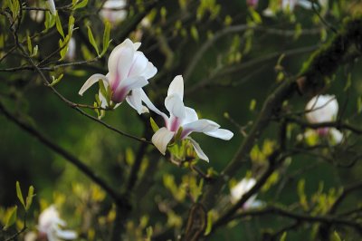 DSC_6041.JPG