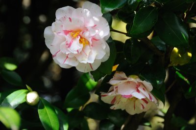 DSC_6054.JPG