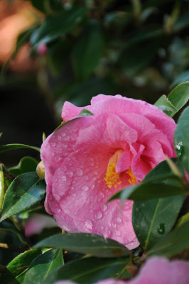 DSC_6067.JPG
