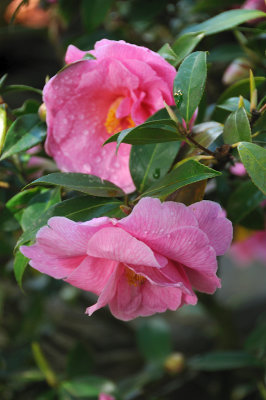 DSC_6068.JPG