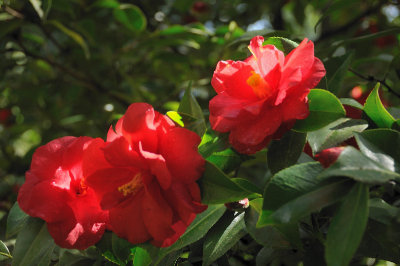DSC_6107.JPG