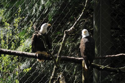 DSC_6181.JPG