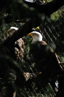 DSC_6184.JPG