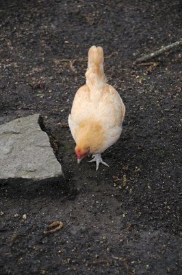 DSC_6250.JPG
