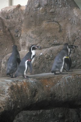 DSC_6412.JPG