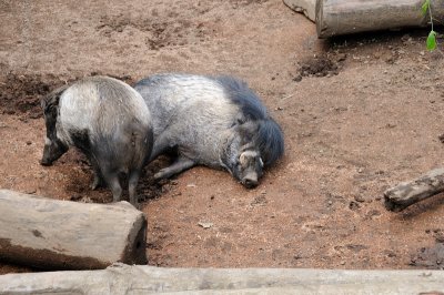 DSC_6433.JPG