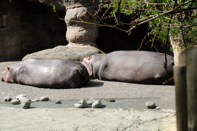 DSC_6522.JPG