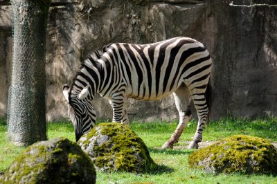DSC_6533.JPG