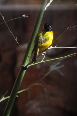 DSC_6558.JPG