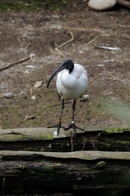 DSC_6585.JPG