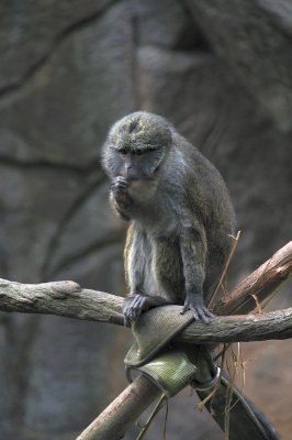 DSC_6592.JPG