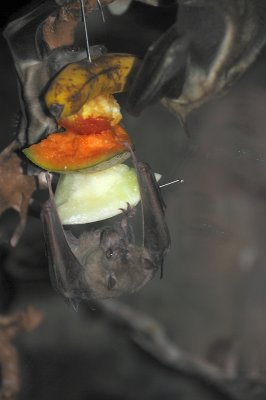 DSC_6603.JPG
