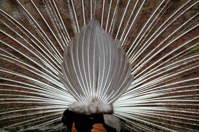 BACK OF PEACOCK.jpg