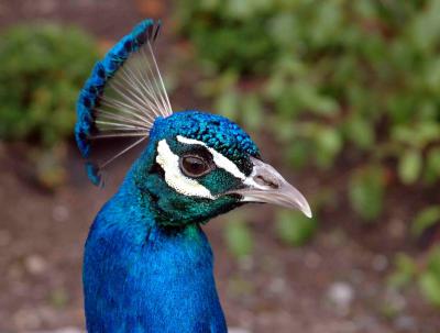 zoo_birds