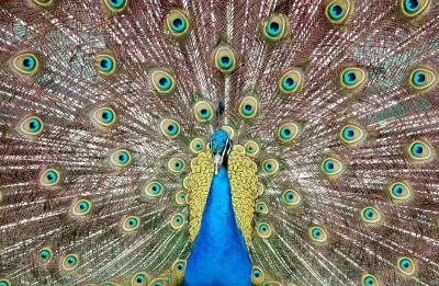 PEACOCK.jpg