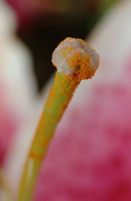 DSC_8239.jpg