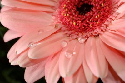 gerber_daisies