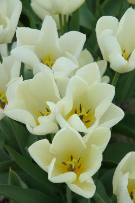DSC_9017.jpg