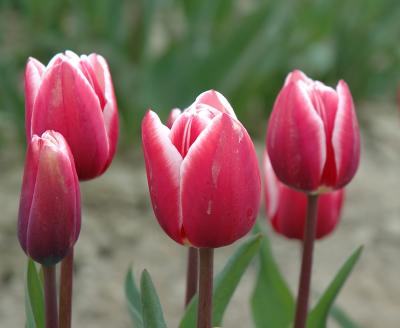 DSC_9052.jpg