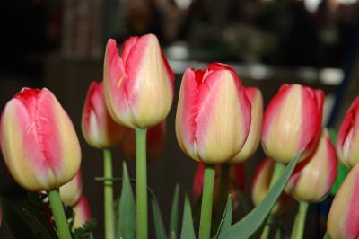 DSC_9119.jpg