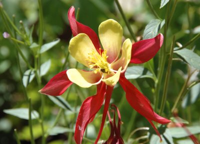 columbine