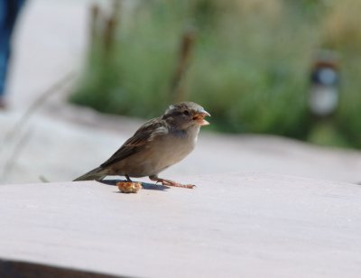 DSC_0102.jpg