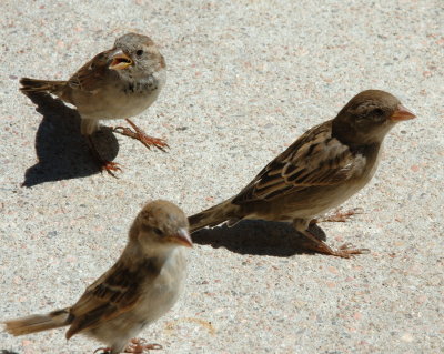 DSC_0110.jpg