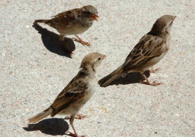 DSC_0111.jpg