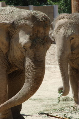 elephants