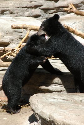 DSC_0209.jpg