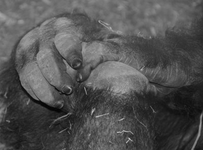 gorillas